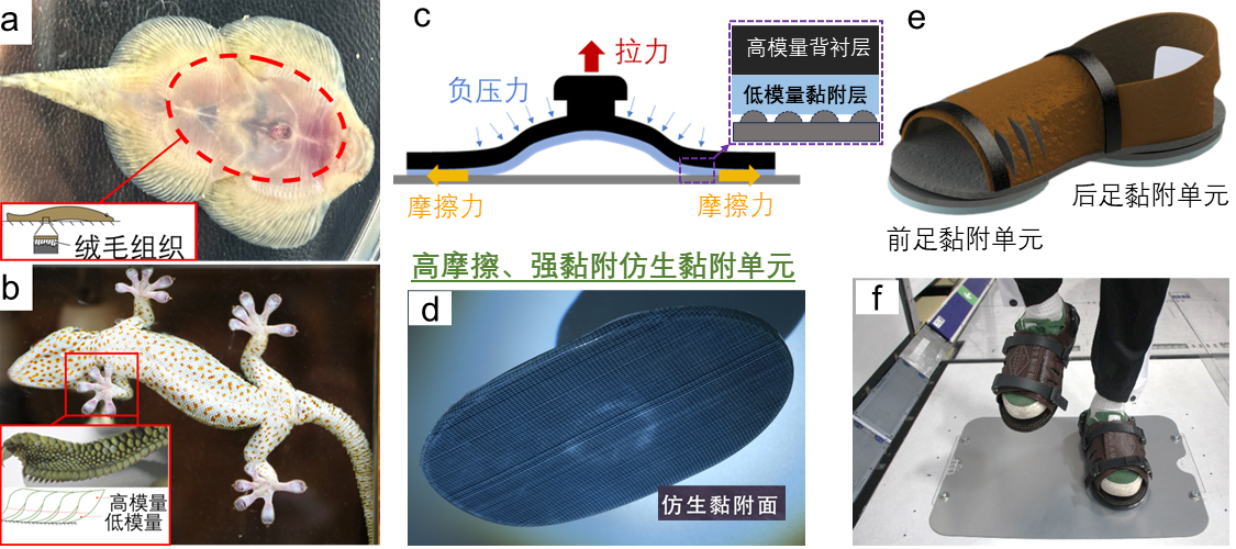 黏附鞋-圖1V3.jpg